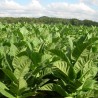 Semi di tabacco Cuban Criollo 98 | Seeds Shop Store