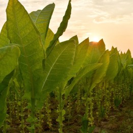 Tobaksfrön Latakia Peremochez Orient - 2.25