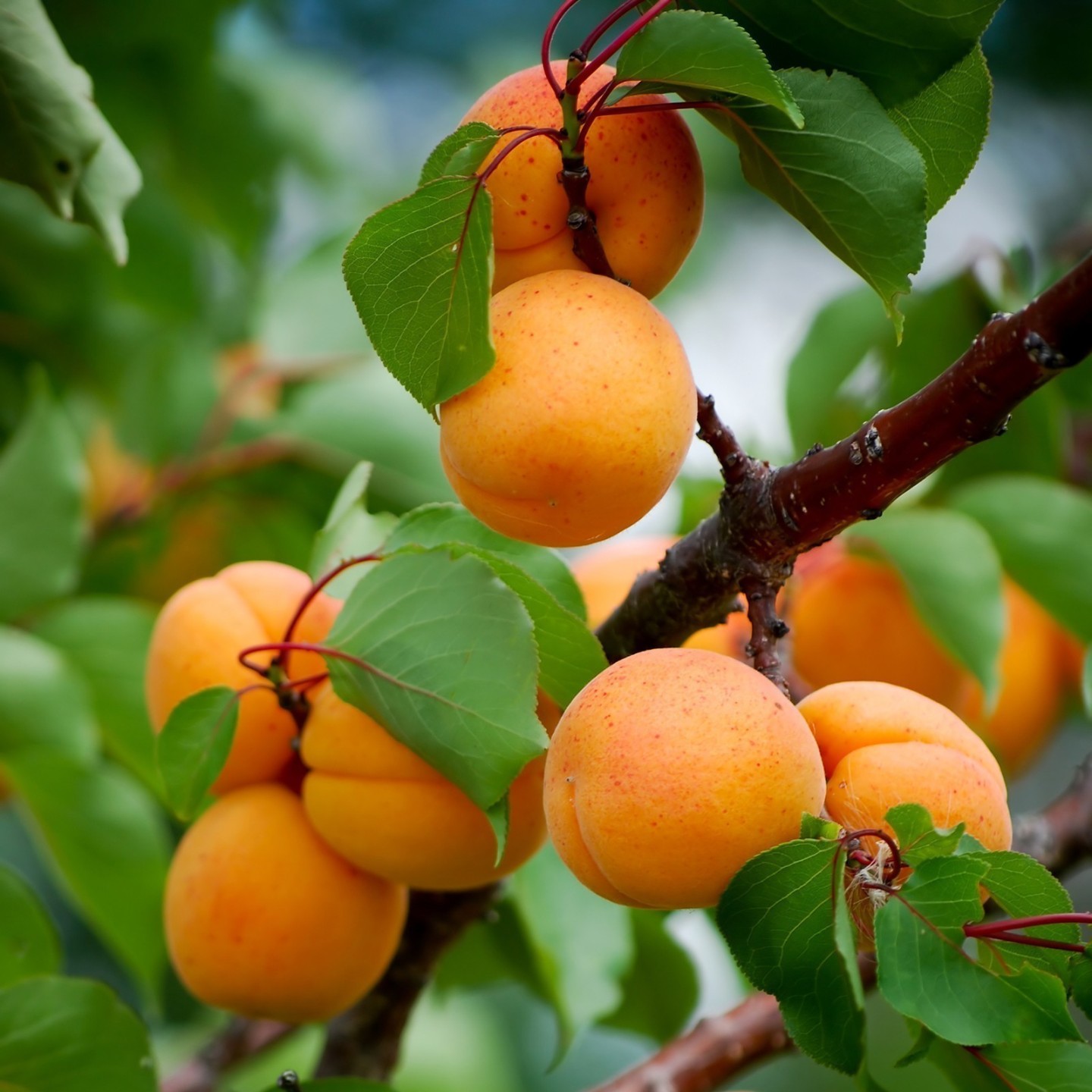 manchurian-apricot-seeds-