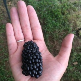 Giant Blackberry Seeds (Rubus fruticosus) - 2.25