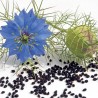 Sementes de Cominho Preto (Nigela Sativa) | Seeds Shop Store