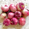 Katuk, Star Gooseberry Seeds (Sauropus androgynus) | Seeds Shop Store