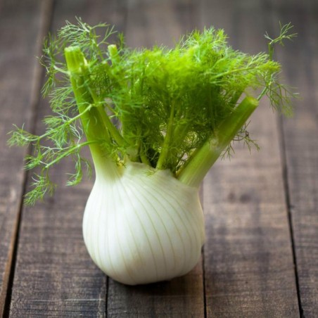 FLORENCE Fennel Seeds (Foeniculum vulgare) | Seeds Shop Store