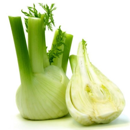 FLORENCE Fennel Seeds (Foeniculum vulgare) | Seeds Shop Store