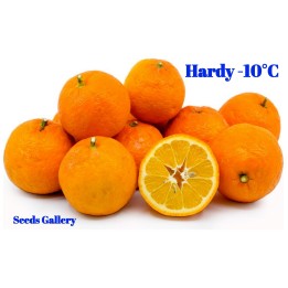 Semena pomerančovníku hořkého (Citrus aurantium) - 1.935
