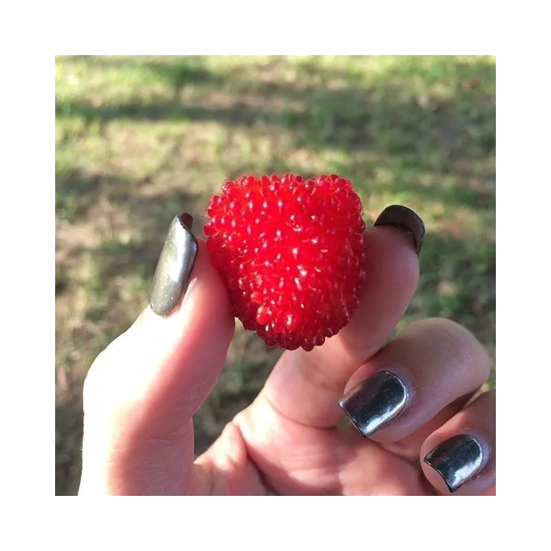 Jordgubbshallon Frön (Rubus illecebrosus) | Seeds Shop Store