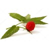 Jordgubbshallon Frön (Rubus illecebrosus) | Seeds Shop Store