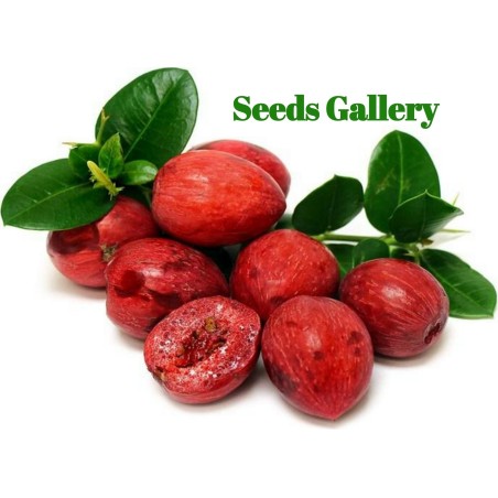 Sementes de Ameixa-de-natal | Seeds Shop Store