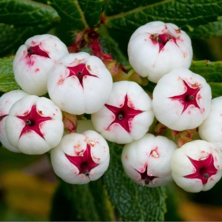 Tasmanian Snow Berry Seeds (Gaultheria hispida) | Seeds Shop Store