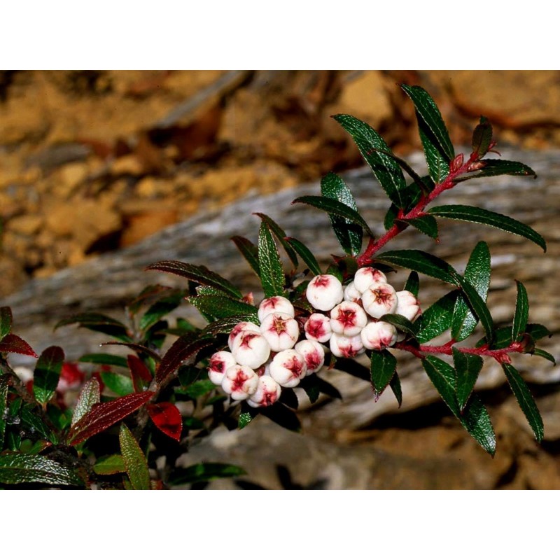 Tasmanian Snow Berry Seeds (Gaultheria hispida) | Seeds Shop Store