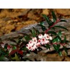 Tasmanian Snow Berry Seeds (Gaultheria hispida) | Seeds Shop Store