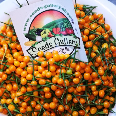 5 färska Charapita-frukter med frön - Begränsat tidserbjudande | Seeds Shop Store