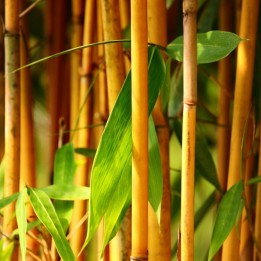 Semi di Bambù Dorato (Phyllostachys aurea) - 1.755