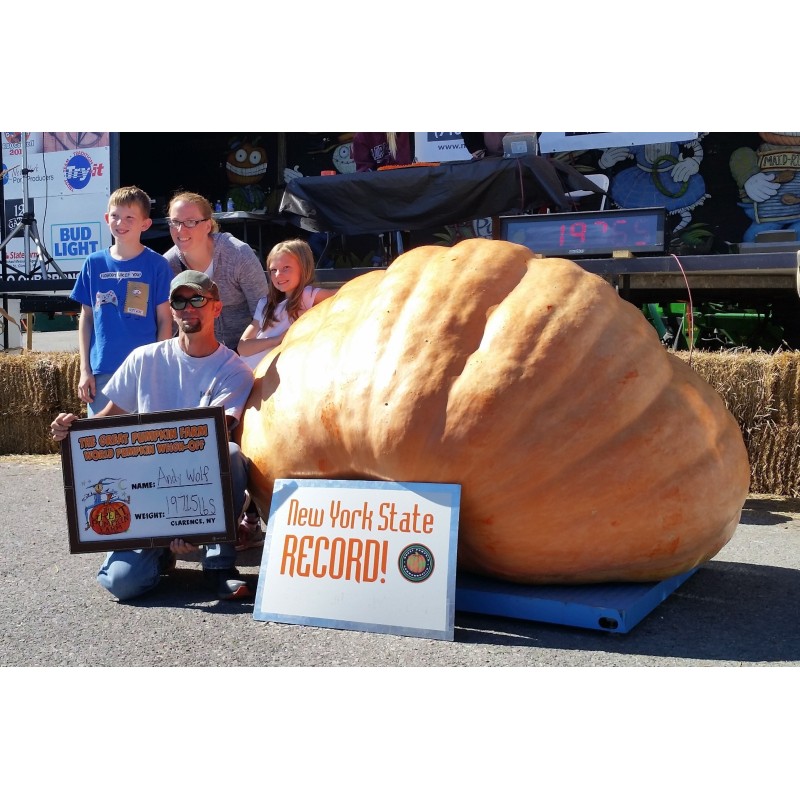 Semi di zucca gigante GOLIATH | Seeds Shop Store