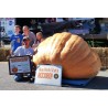 Semi di zucca gigante GOLIATH | Seeds Shop Store