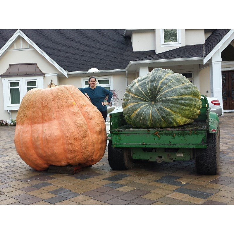 Dzinovska bundeva seme Atlantic Gigant | Seeds Shop Store