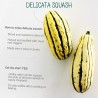Zucchini Delicata Bush Kürbis Samen | Seeds Shop Store
