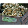Zucchini Delicata Bush Kürbis Samen | Seeds Shop Store