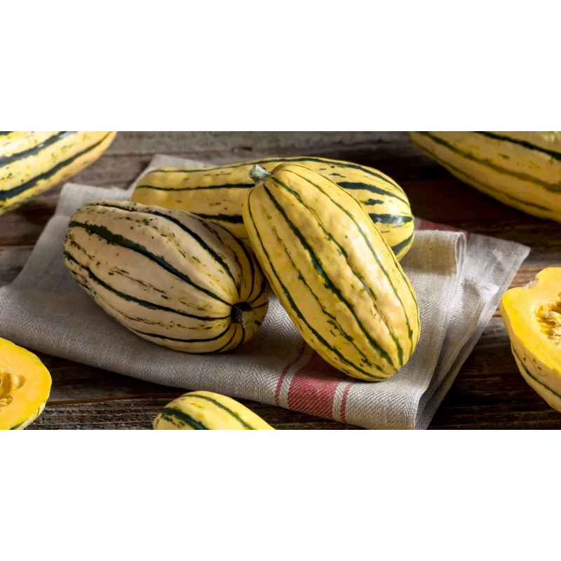 Zucchini Delicata Bush Kürbis Samen | Seeds Shop Store