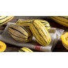 Zucchini Delicata Bush Kürbis Samen | Seeds Shop Store