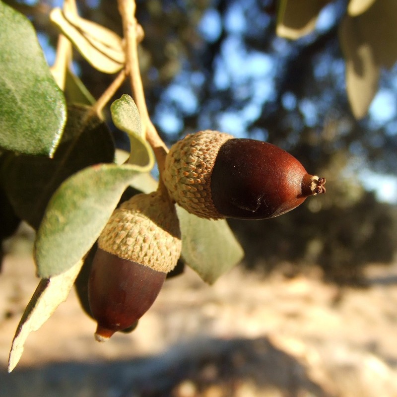 Evergreen Oak, Holly Oak Seeds (Quercus ilex) | Seeds Shop Store