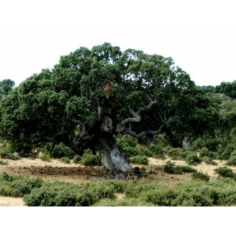 Evergreen Oak, Holly Oak Seeds (Quercus ilex) | Seeds Shop Store