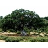Evergreen Oak, Holly Oak Seeds (Quercus ilex) | Seeds Shop Store