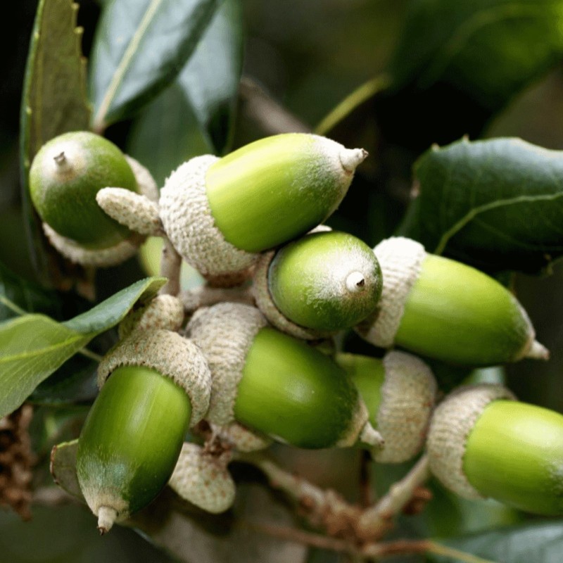 Evergreen Oak, Holly Oak Seeds (Quercus ilex) | Seeds Shop Store