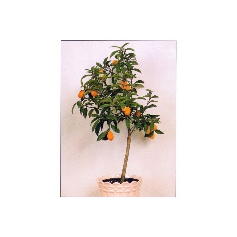 Kumquats or cumquats Seeds (Fortunella margarita) | Seeds Shop Store