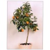 Kumquats or cumquats Seeds (Fortunella margarita) | Seeds Shop Store