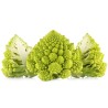 2000 Frön Romanesco Blomkål | Seeds Shop Store