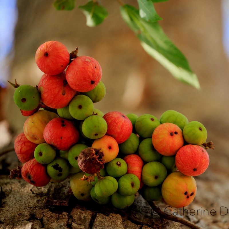 Cluster fig Seeds (Ficus racemose) | Seeds Shop Store