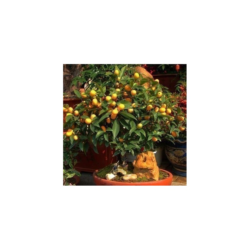 Kumquats or cumquats Seeds (Fortunella margarita) | Seeds Shop Store