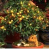 Kumquats or cumquats Seeds (Fortunella margarita) | Seeds Shop Store