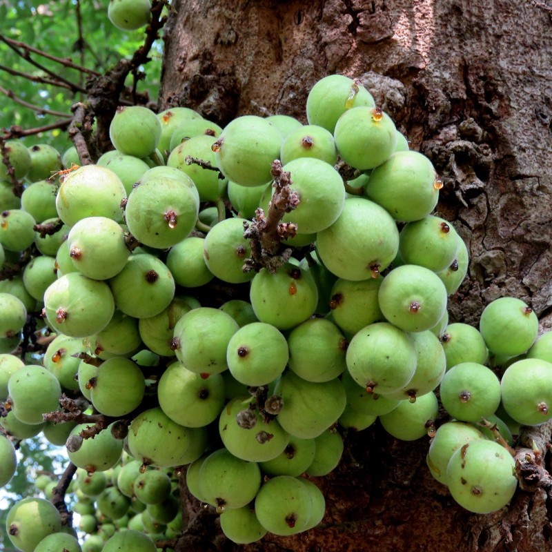 Cluster fig Seeds (Ficus racemose) | Seeds Shop Store