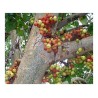 Cluster fig Seeds (Ficus racemose) | Seeds Shop Store