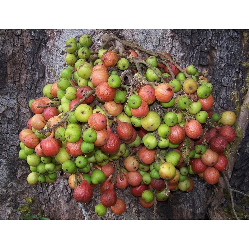 Cluster fig Seeds (Ficus racemose) | Seeds Shop Store