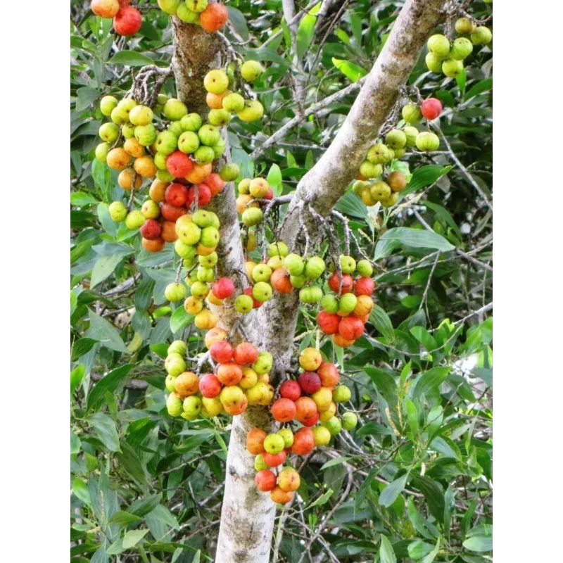 Cluster fig Seeds (Ficus racemose) | Seeds Shop Store