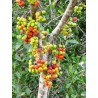 Cluster fig Seeds (Ficus racemose) | Seeds Shop Store