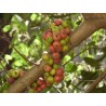 Cluster fig Seeds (Ficus racemose) | Seeds Shop Store
