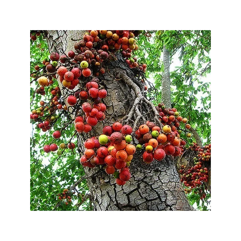 Cluster fig Seeds (Ficus racemose) | Seeds Shop Store