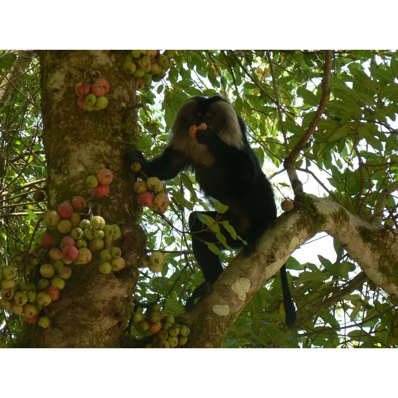 Cluster fig Seeds (Ficus racemose) | Seeds Shop Store