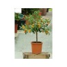 Kumquats or cumquats Seeds (Fortunella margarita) | Seeds Shop Store