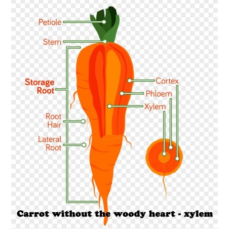 Carrot seeds, long blunt, xylem free (heart) | Seeds Shop Store