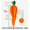 Carrot seeds, long blunt, xylem free (heart) | Seeds Shop Store