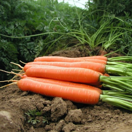 Carrot seeds, long blunt, xylem free (heart) | Seeds Shop Store