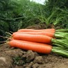Carrot seeds, long blunt, xylem free (heart) | Seeds Shop Store
