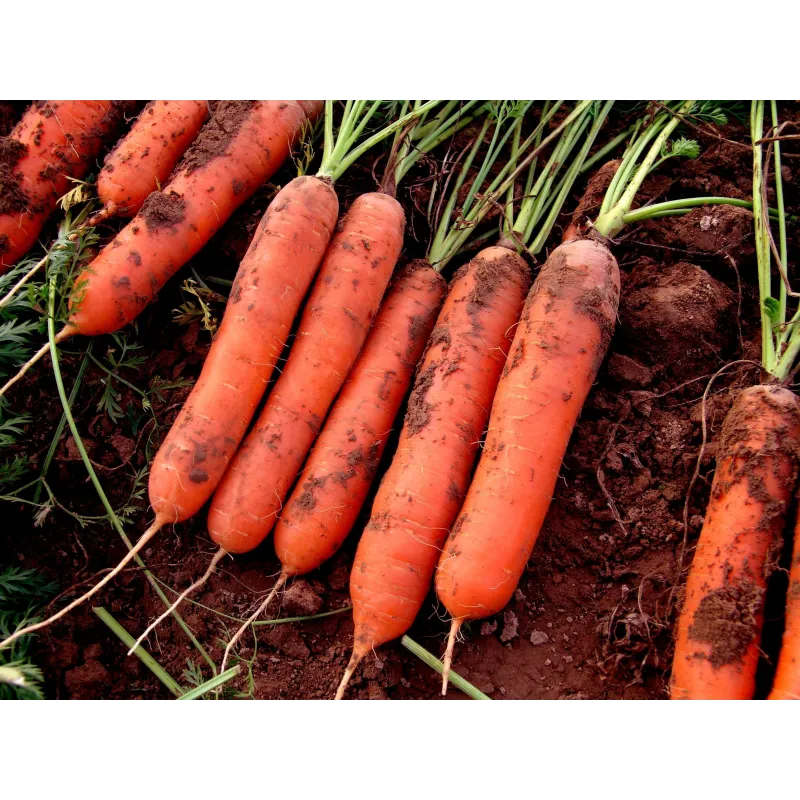 Carrot seeds, long blunt, xylem free (heart) | Seeds Shop Store