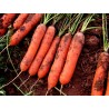 Carrot seeds, long blunt, xylem free (heart) | Seeds Shop Store