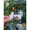 Kumquats or cumquats Seeds (Fortunella margarita) | Seeds Shop Store